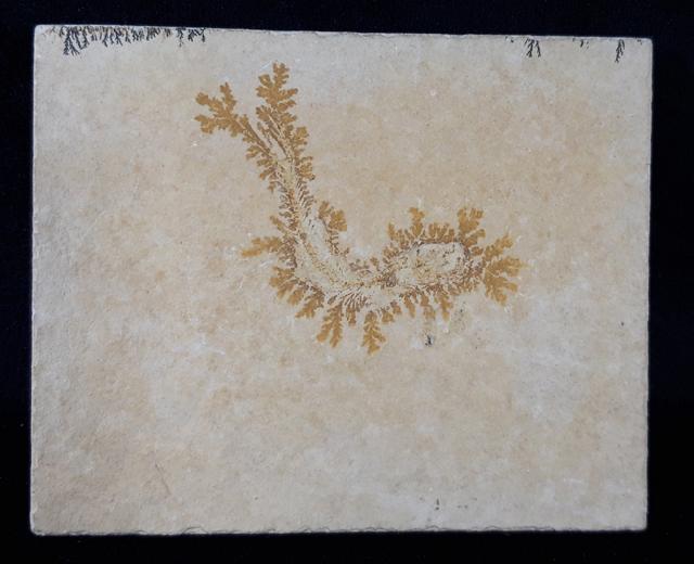 Leptolepides sprattiformis (BLAINVILLE 1818) - Bild © FossNet FossilienStore